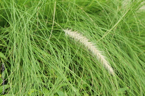 Grass flowers at beautiful in the nature