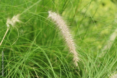 Grass flowers at beautiful in the nature