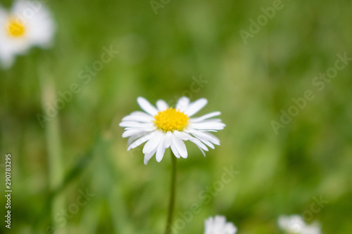Fototapeta Naklejka Na Ścianę i Meble -  Green field daisy  in a sunny day