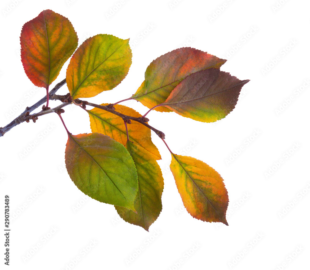 Cherry branch with colorful  autumn leaves isolated on white background. Prunus cerasus