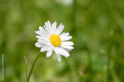 Green field daisy  in a sunny day