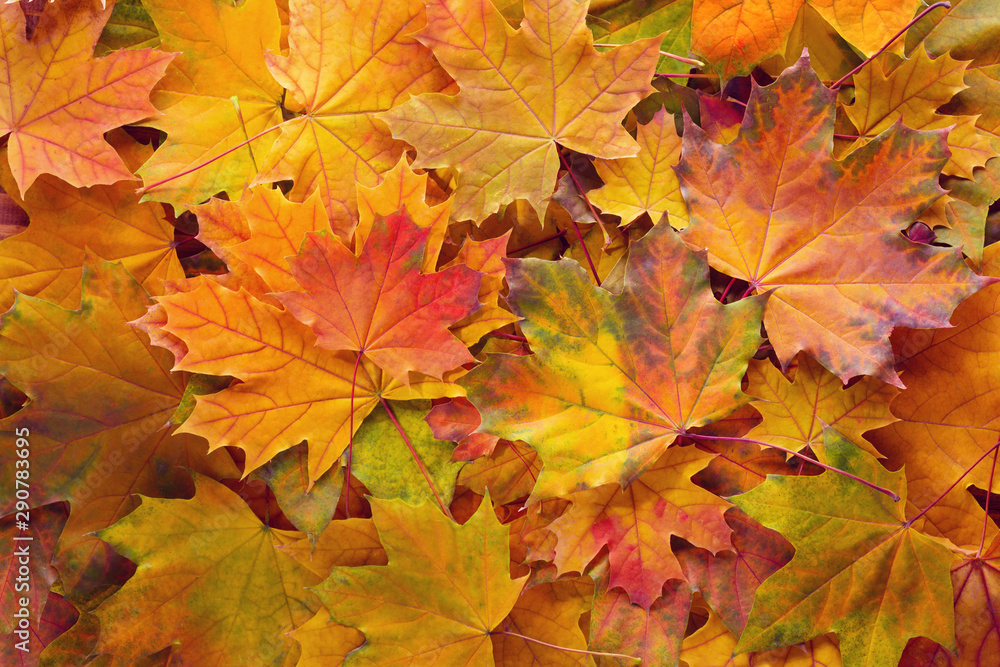 Fototapeta premium Fallen Maple leaves. Autumn background with colorful leaves.