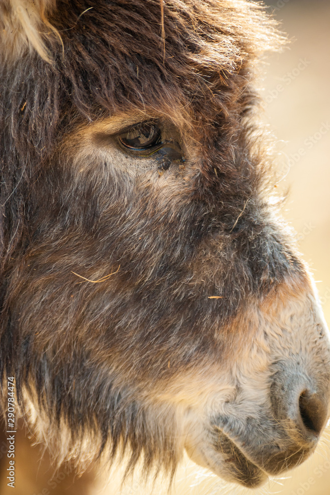 Portrait - Kopf von einem Esel