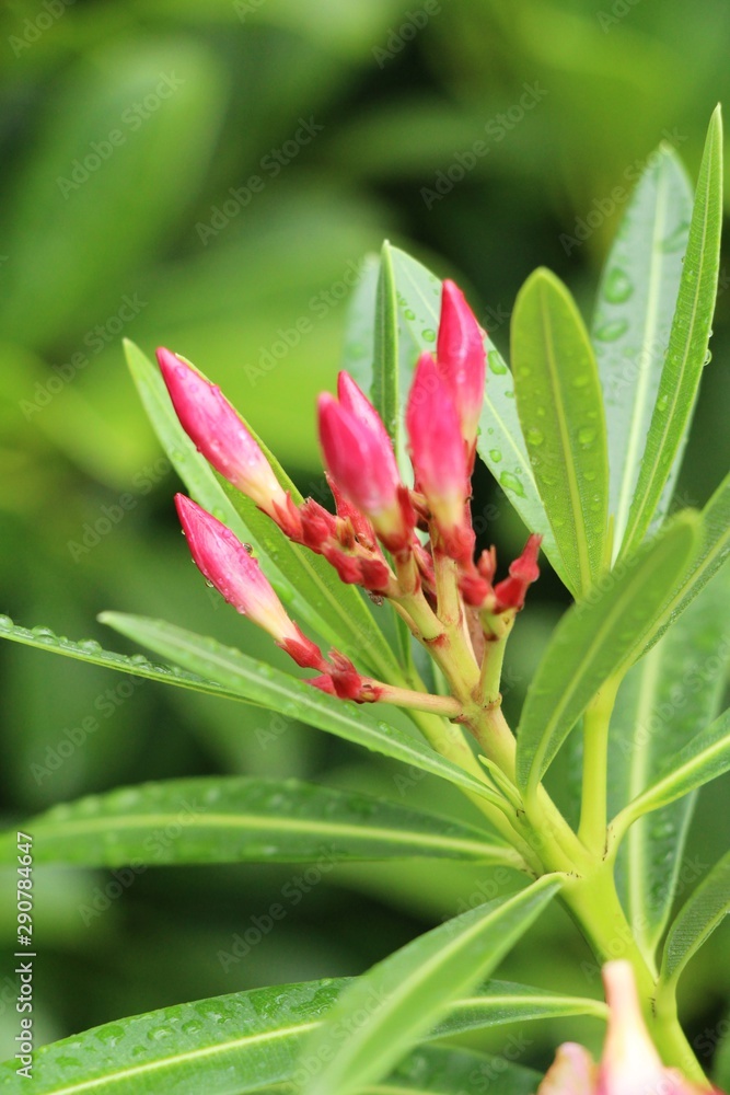 Fototapeta premium Azalea flowers is beautiful in the garden