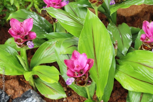 Beautiful pink siam tulips with the nature