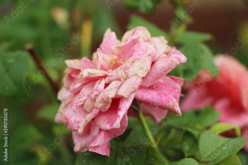 Beautiful roses is blooming in the garden