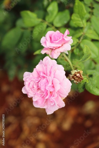 Beautiful roses is blooming in the garden