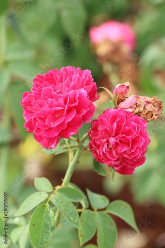 Beautiful roses is blooming in the garden