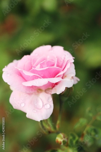 Beautiful roses is blooming in the garden