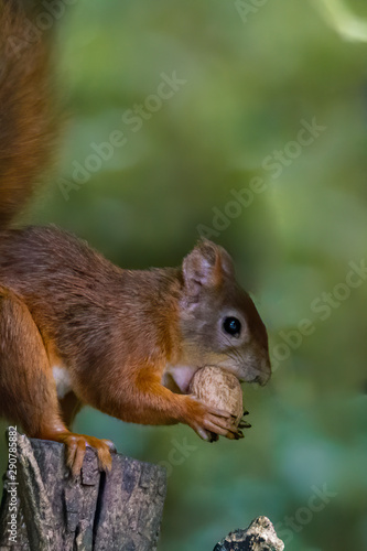 European brown squirrel eats a nut