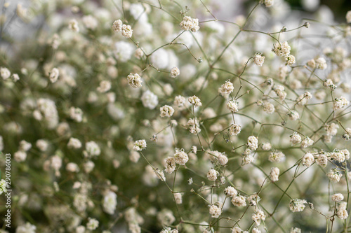 Selective focus close up white Gypsophila flower.