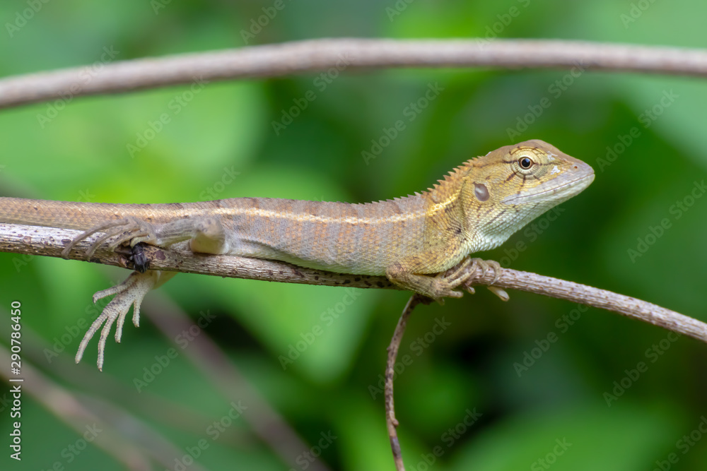 Fototapeta premium lizard on tree