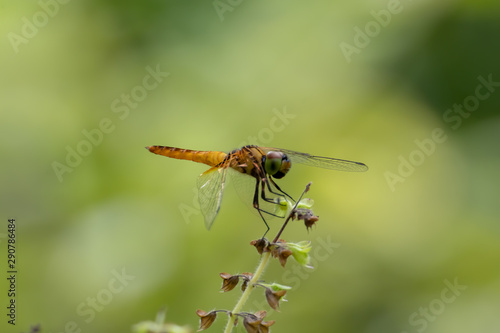 dragonfly on leaf © Shogun Pe-an Power