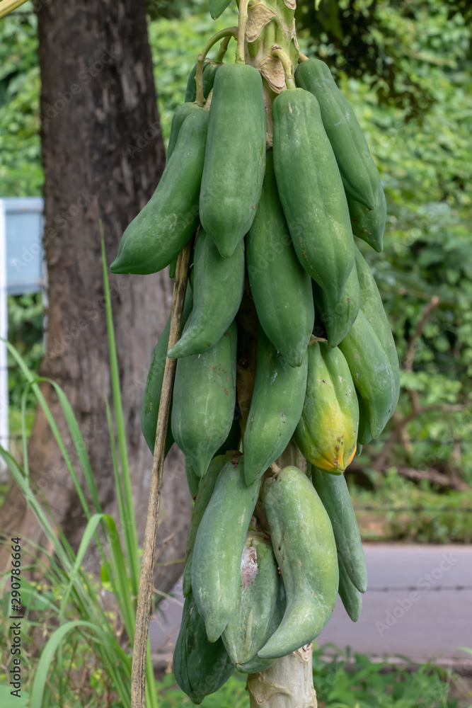 many of Raw papayas many of Raw papayas