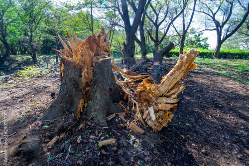台風の被害で倒れた大木