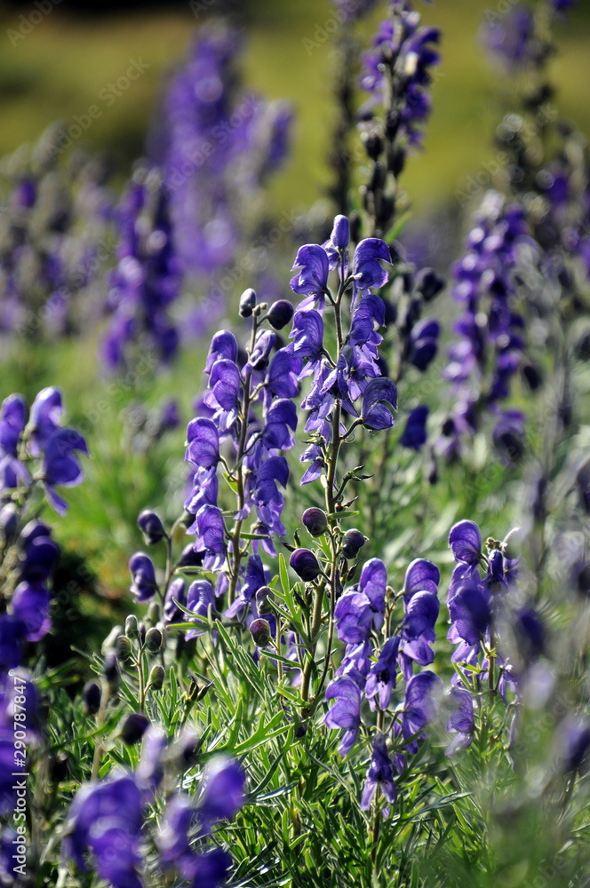 Fototapeta premium blue flowers