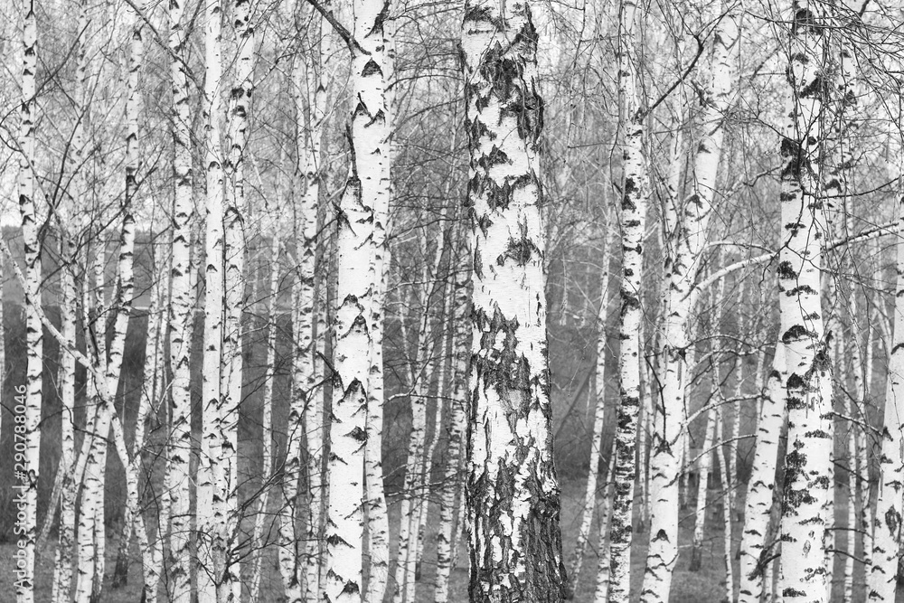 Obraz premium Young birches with black and white birch bark in spring in birch grove against the background of other birches