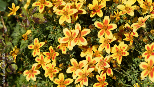 Bidens ferulifolia - Tight mound of Beedance Painted Red Stripe