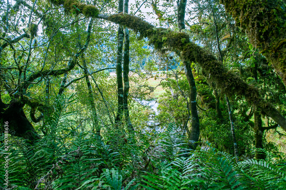 Obraz premium Minnehaha Walk￨nature study trial￨Te Wahipounamu￨The Place of Green Stone￨World Heritage in South West New Zealand