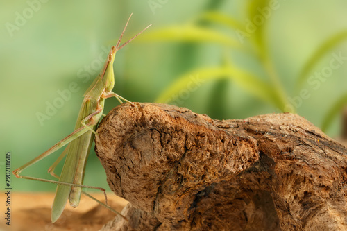 Сloseup Acrida oxycephala climbs on the snag on green leafs background photo