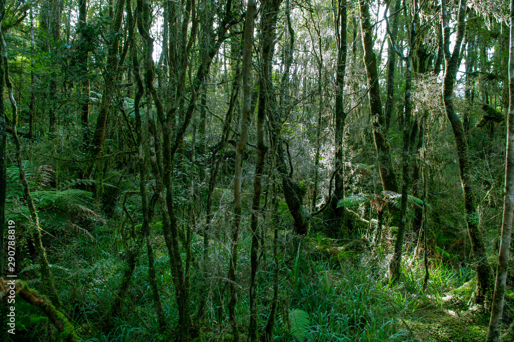 Fototapeta premium Minnehaha Walk￨nature study trial￨Te Wahipounamu￨The Place of Green Stone￨World Heritage in South West New Zealand