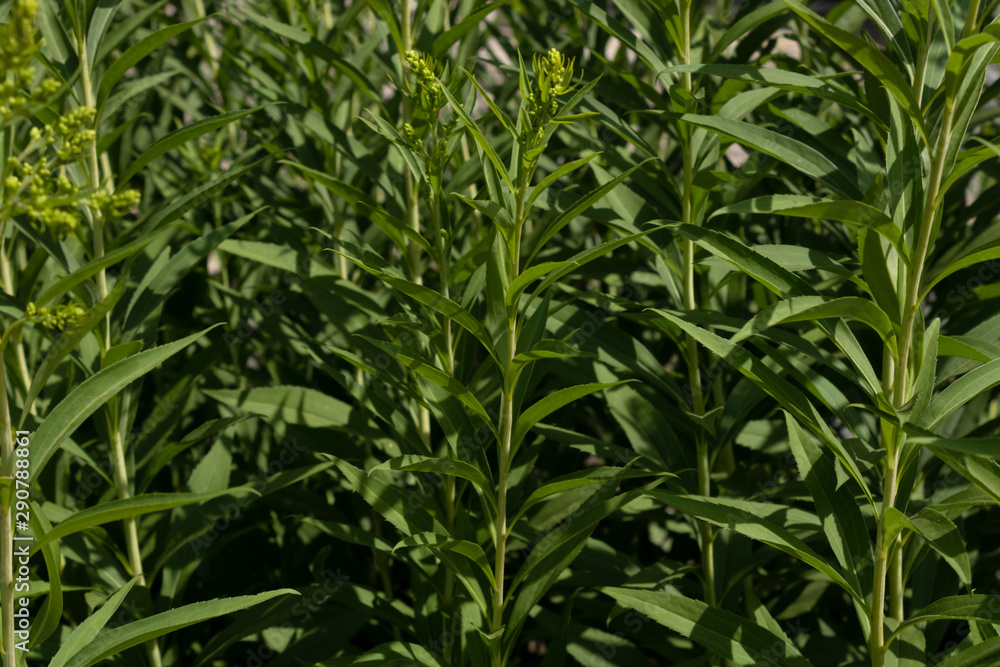 Fototapeta premium densely planted green plants with buds. under the bright rays of the sun