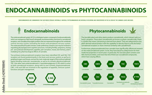 Endocannabinoids vs Phytocannabinoids horizontal infographic illustration about cannabis as herbal alternative medicine and chemical therapy, healthcare and medical science vector.