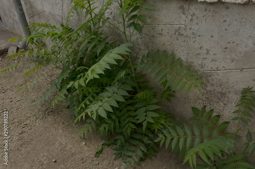 acacia sprouts grew in open ground near a concrete wall. rain drainage visible in the background