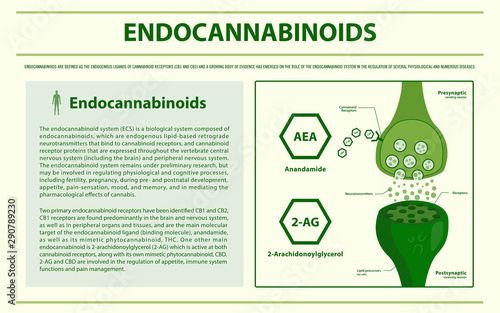 Endocannabinoids horizontal infographic illustration about cannabis as herbal alternative medicine and chemical therapy, healthcare and medical science vector.