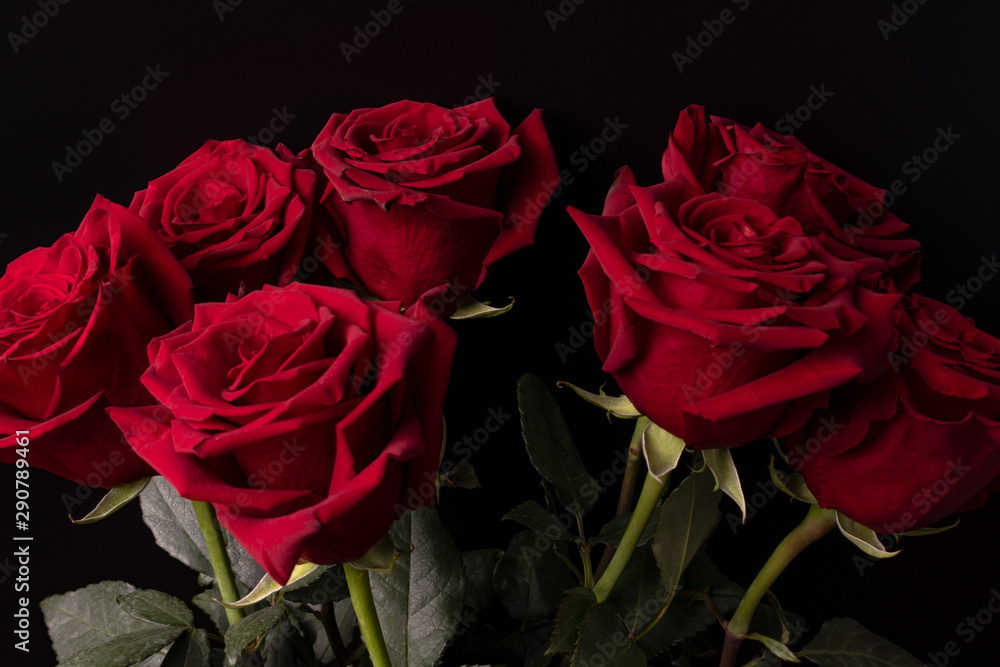 bright red roses with pronounced petals on a light green leg with dark green leaves on a black background in the studio for a gift for Mother's Day.
