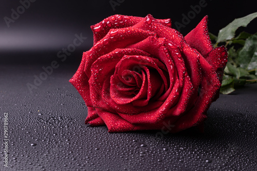 many small drops of transparent water on a gray surface and a bright red rose with clear lines.