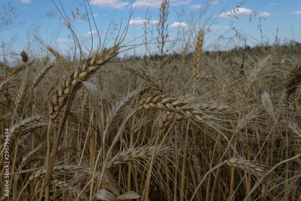Obraz premium ears of ripe yellow wheat among the field against a blue sky with white clouds.