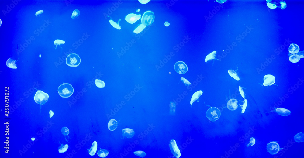 Jellyfish bubbles in water Jellyfish bubbles in water