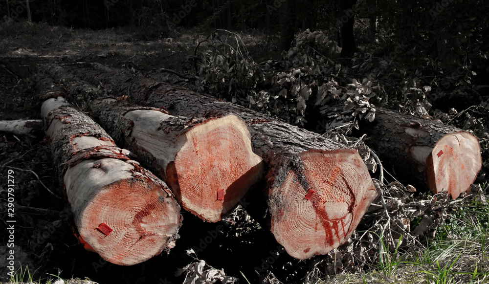 Fototapeta premium felled trees in the forest