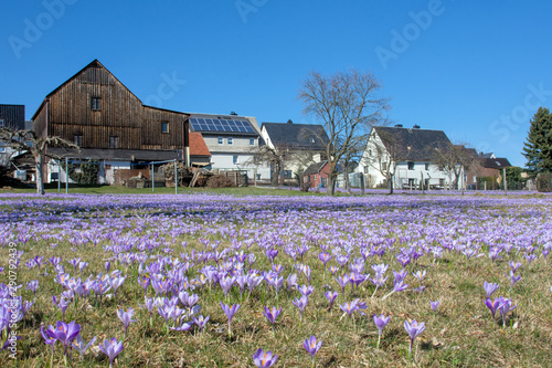 Krokuswiesen in Drebach, Erzgebirge im Frühling, Sachsen, Deutschlandb