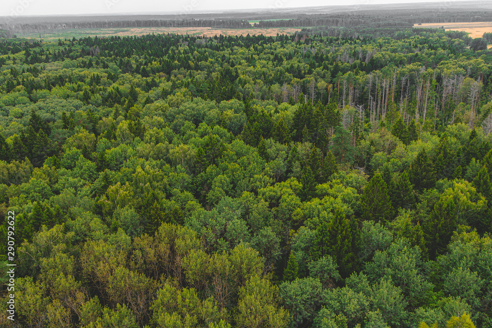 Fototapeta premium Top view of the mixed green forest and fields with crops