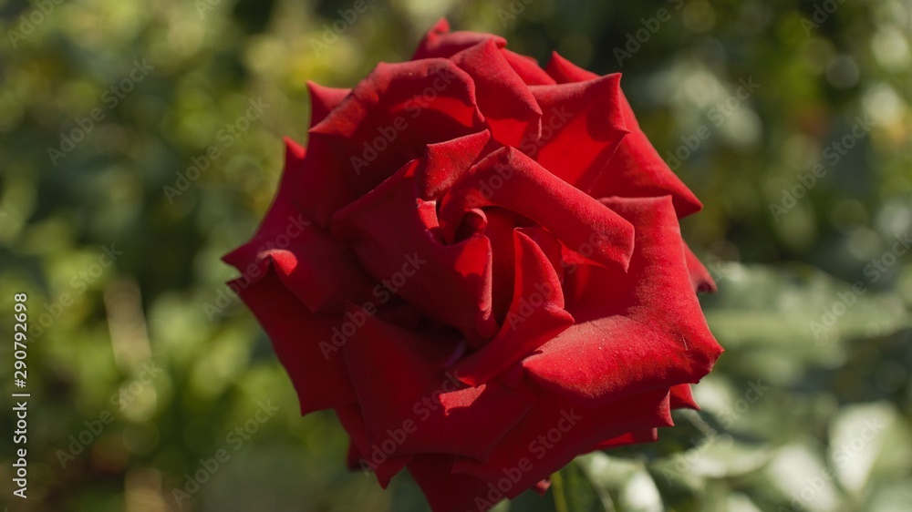 red rose red rose