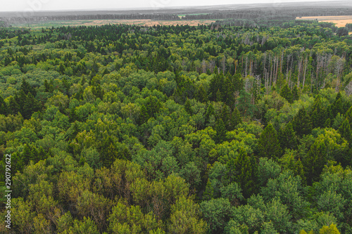 Top view of the mixed green forest and fields with crops