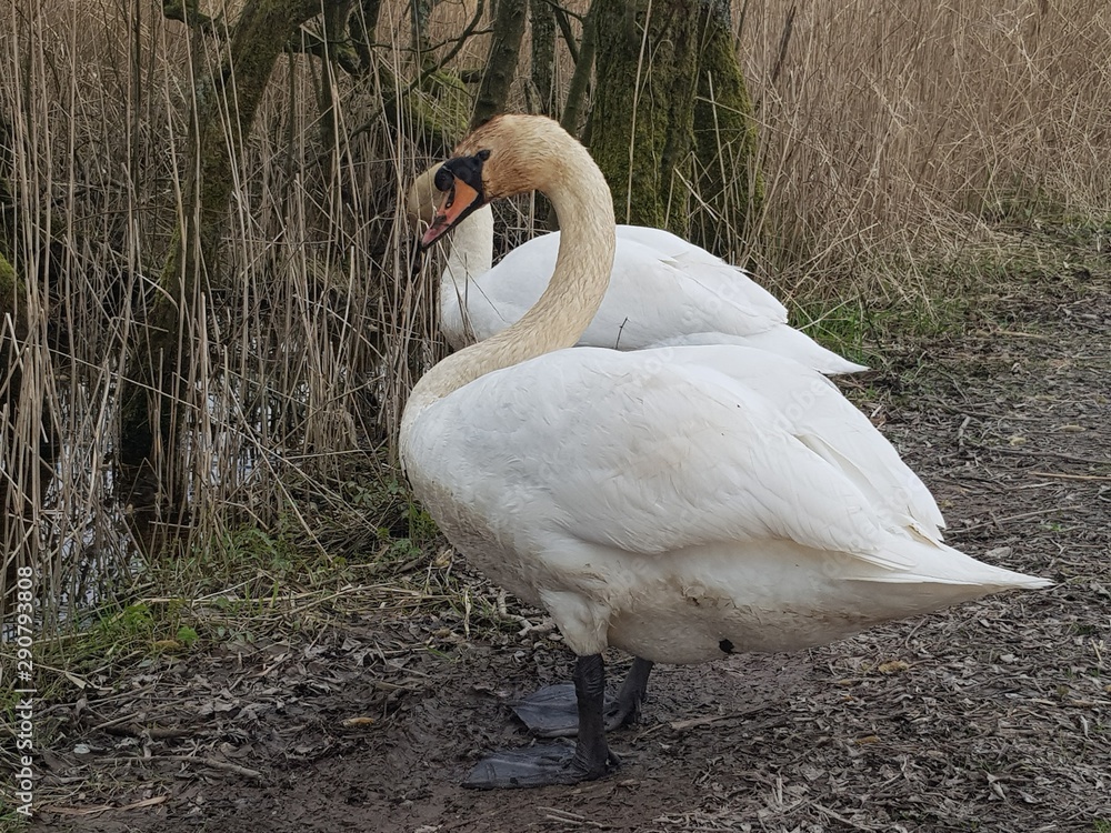 Obraz premium Pair of Mute Swans 