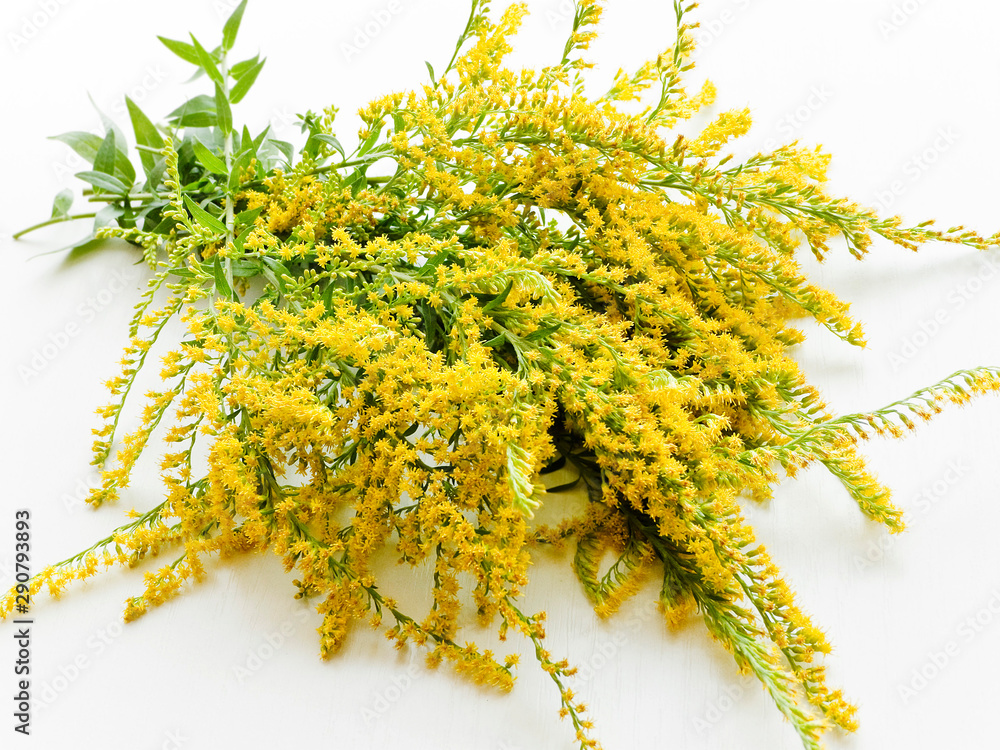 Obraz premium Goldenrod her on wood