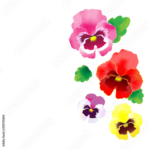 vector set of pansy flowers