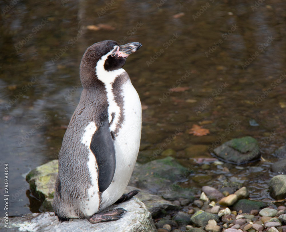 Naklejka premium Penguin 