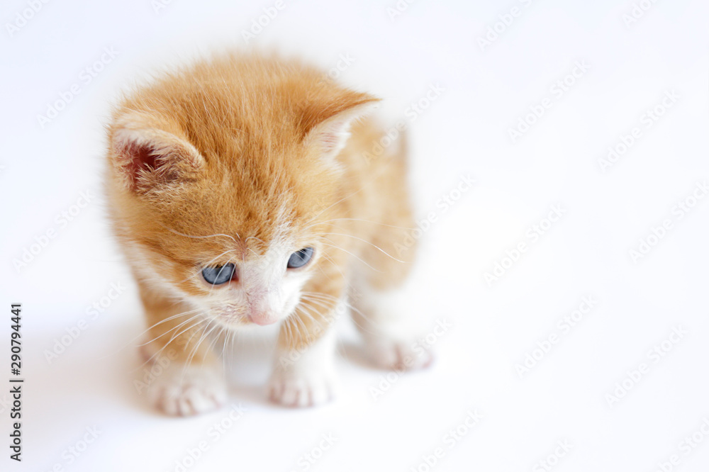 Cute ginger kitten on a white background