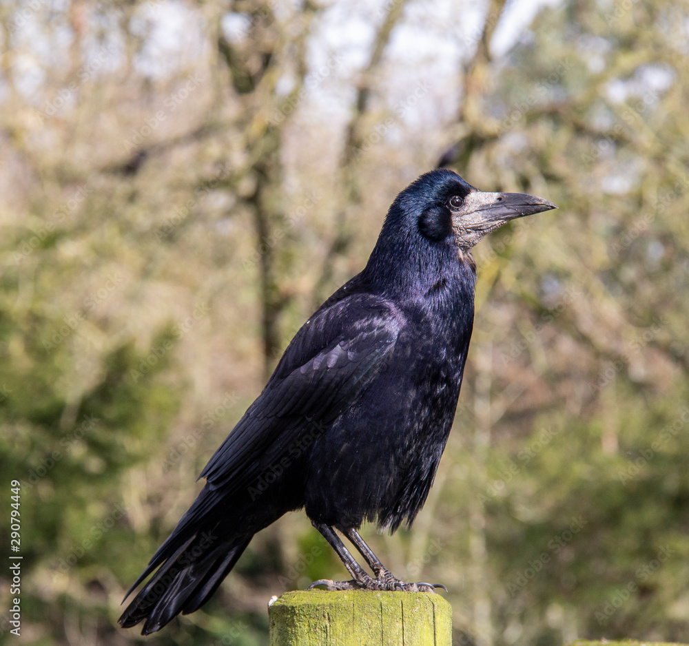 Obraz premium Wild Raven