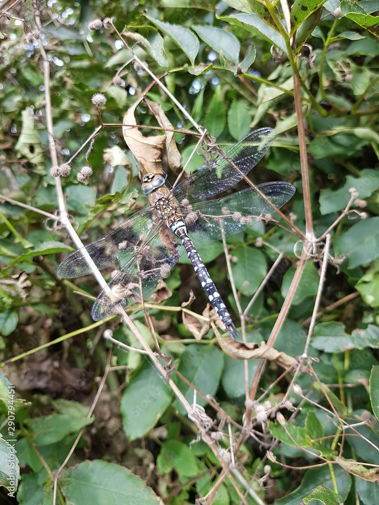 Fototapeta premium Blue Dragonfly in Hedge