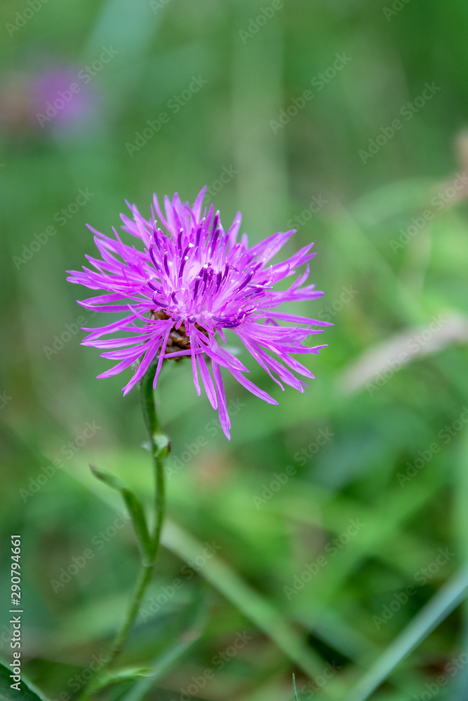purple burdock flower on green background purple burdock flower on green background