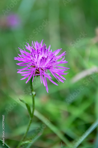 purple burdock flower on green background