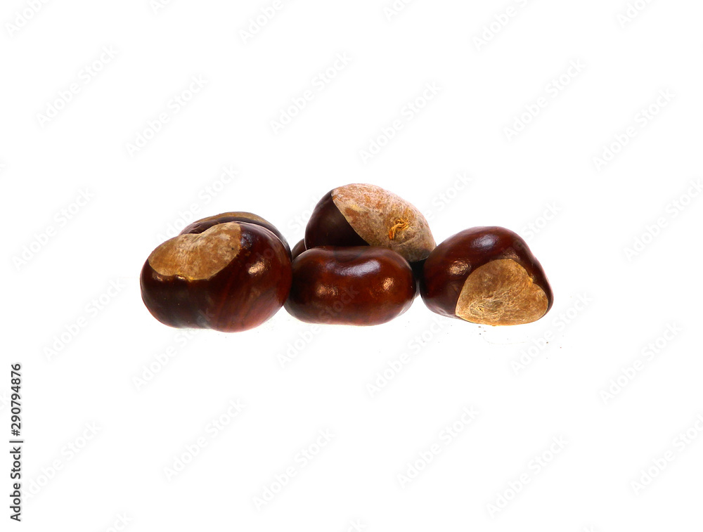 chestnut isolated on white background chestnut isolated on white background