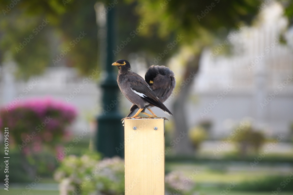 Fototapeta premium myna