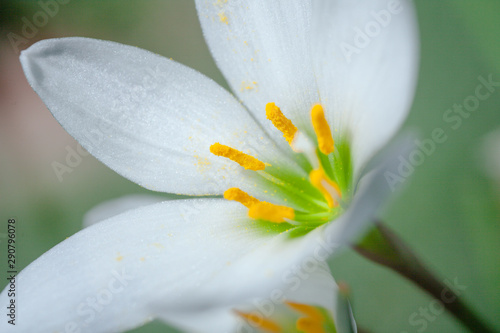 Macro fiore bianco